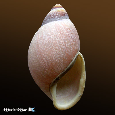 Megalobulimus versatilis (Fulton, 1905)