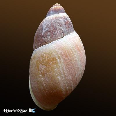 Megalobulimus versatilis (Fulton, 1905) - Imagem 2