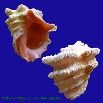 Neorapana muricata Broderip, 1832