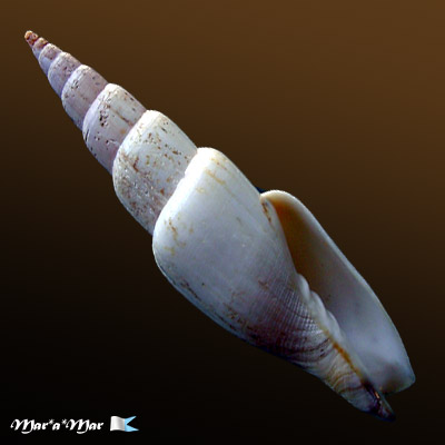 Mitra swainsonii Broderip, 1836