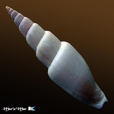 Mitra swainsonii Broderip, 1836 - Imagem 2