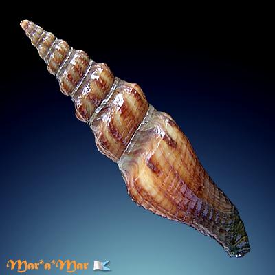 Turris sp. - Image 2