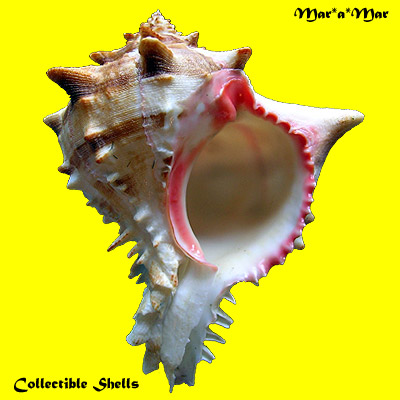 Phyllonotus brassica (Lamark, 1822)