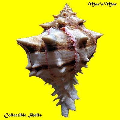 Phyllonotus brassica (Lamark, 1822) - Imagem 2