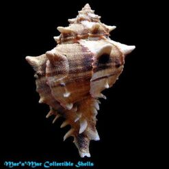 Alternative view of Phyllonotus brassica (Lamark, 1822)