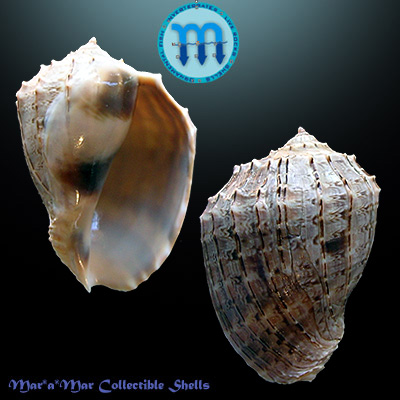 Harpa crenata Swainson, 1822