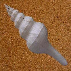 Alternative view of Fusinus panamensis Dall, 1908