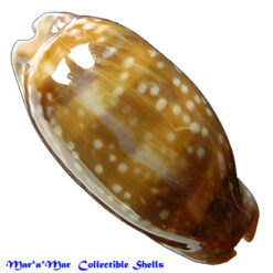 Macrocypraea cervinetta Kiener, 1843