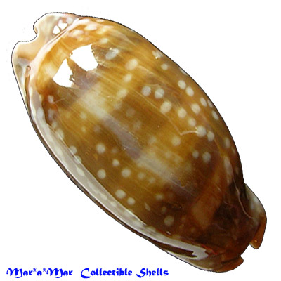 Macrocypraea cervinetta Kiener, 1843