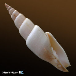 Mitra swainsonii Broderip, 1836