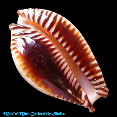 Cypraea guttata azumai (Schilder, 1960)