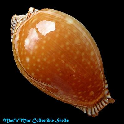 Cypraea guttata azumai (Schilder, 1960) - Imagem 2