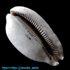 Macrocypraea zebra Linnaeus, 1758