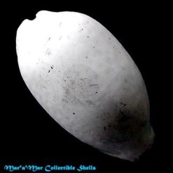 Macrocypraea zebra Linnaeus, 1758 - Imagem 2