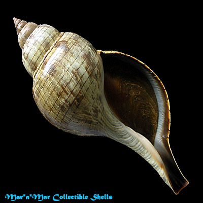 Fasciolaria tulipa hollisteri Weisbord, 1962
