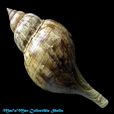Fasciolaria tulipa hollisteri Weisbord, 1962 - Imagem 2