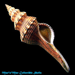 Fusinus closter caboblanquensis Weisbord, 1962
