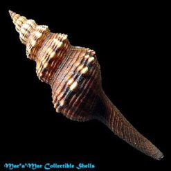 Fusinus closter caboblanquensis Weisbord, 1962 - Imagem 2