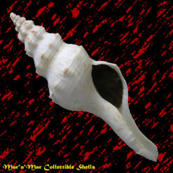 Fusinus panamensis Dall, 1908