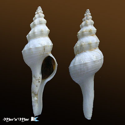 Fusinus panamensis Dall, 1908