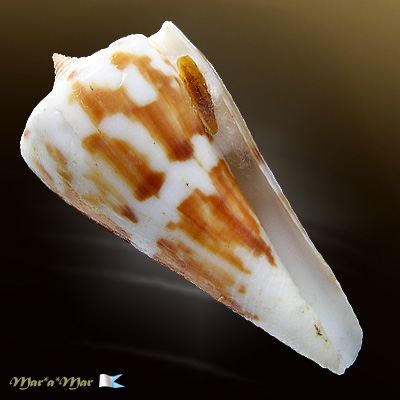 Conus poormani Berry, 1960