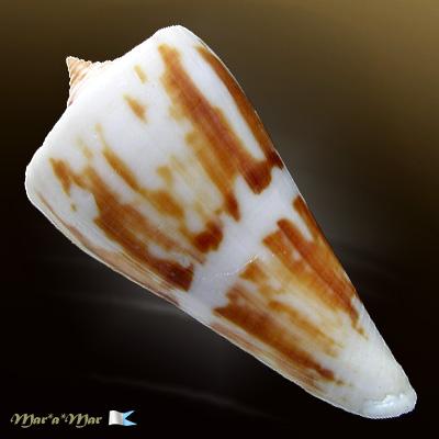 Conus poormani Berry, 1960 - Imagem 2