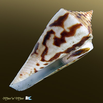 Conus recurvus Broderip, 1833