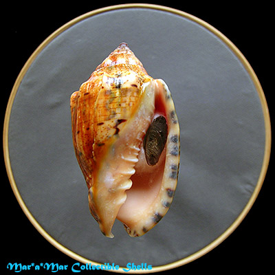 Voluta musica laevigata, Lamarck, 1811