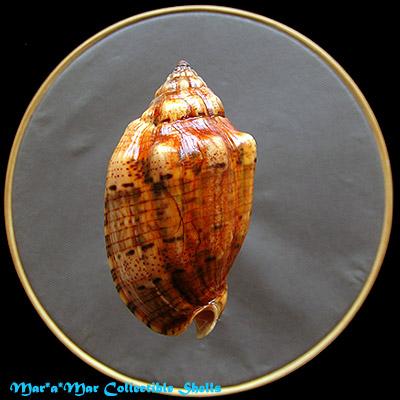 Voluta musica laevigata, Lamarck, 1811 - Imagem 2