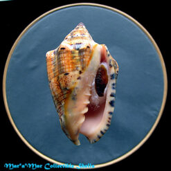 Voluta musica Linnaeus, 1758