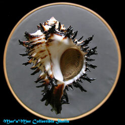 Muricanthus callidinus Gmelin,1791