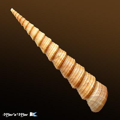 Turritella leucostoma Valenciennes, 1842 - Image 2