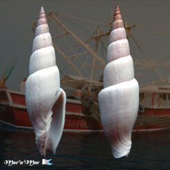 Mitra swainsonii Broderip, 1836