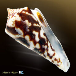 Conus recurvus Broderip, 1833