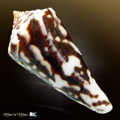 Alternative view of Conus recurvus Broderip, 1833