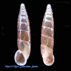 Delima hitrudis Nordsieck, 1969