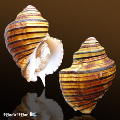 Opeatostoma pseudodon (Burrow, 1815)