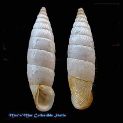 Medora contracta contracta Rossmassler, 1842