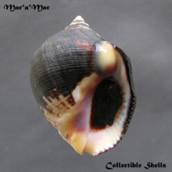 Thais melones Duclos, 1832