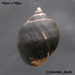 Alternative view of Thais melones Duclos, 1832