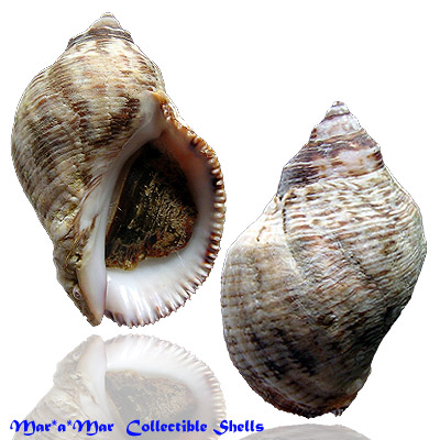 Thais rustica (Lamarck, 1822)