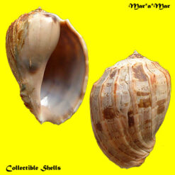 Harpa crenata Swainson, 1822