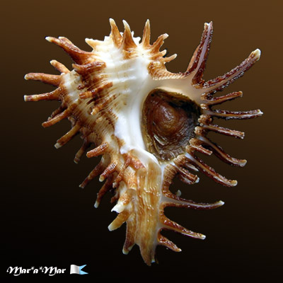 Homalocantha oxycantha (Broderip, 1833)