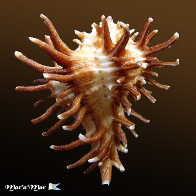 Homalocantha oxycantha (Broderip, 1833) - Imagem 2