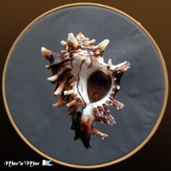 Hexaplex princeps (Broderip, 1833)