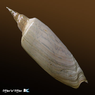 Zidona dufresnei (Donovam, 1823) - Imagem 2