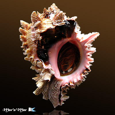 Phyllonotus regius (Swainson, 1821)