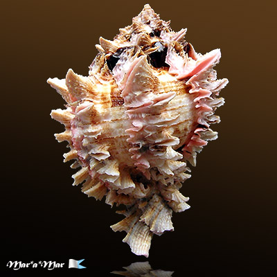 Phyllonotus regius (Swainson, 1821) - Imagem 2