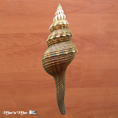 Fusinus closter caboblanquensis Weisbord, 1962 - Imagem 2