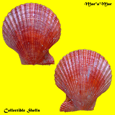 Mimachlamys sanguinea Linné, 1758